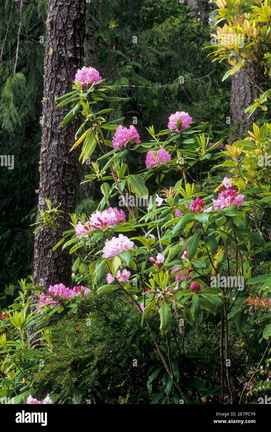 Pacific rhododendron (Rhododendron macrophyllum) along Sutton Creek ...
