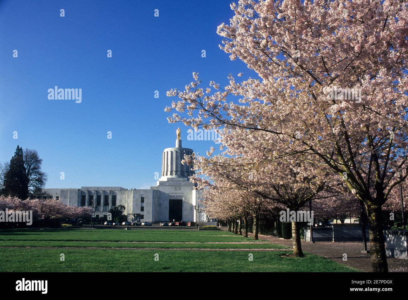State capitol with cherry trees in bloom, State Capitol State Park, Salem, Oregon Stock Photo