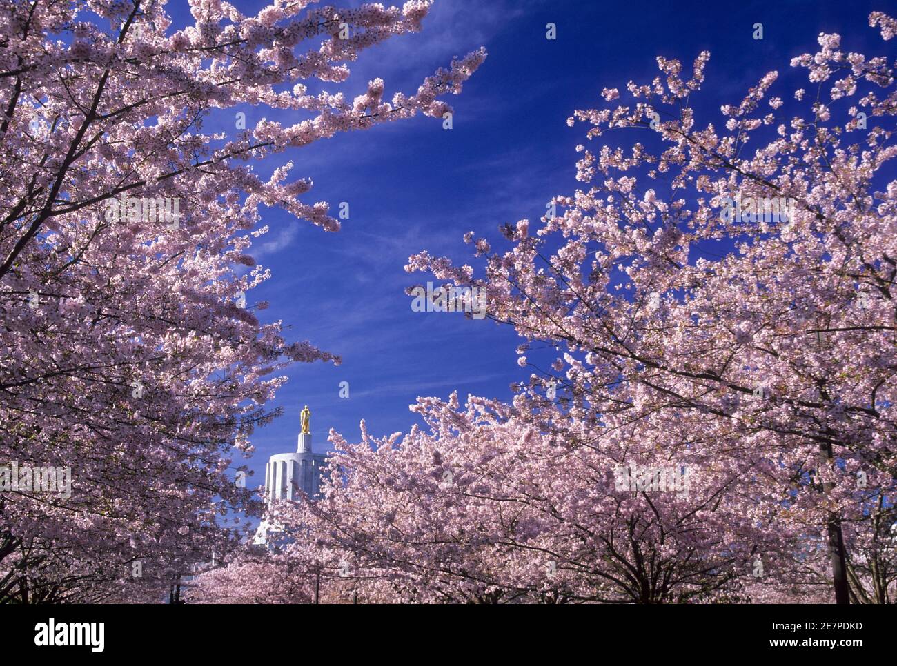 State capitol with cherry trees in bloom, State Capitol State Park, Salem, Oregon Stock Photo