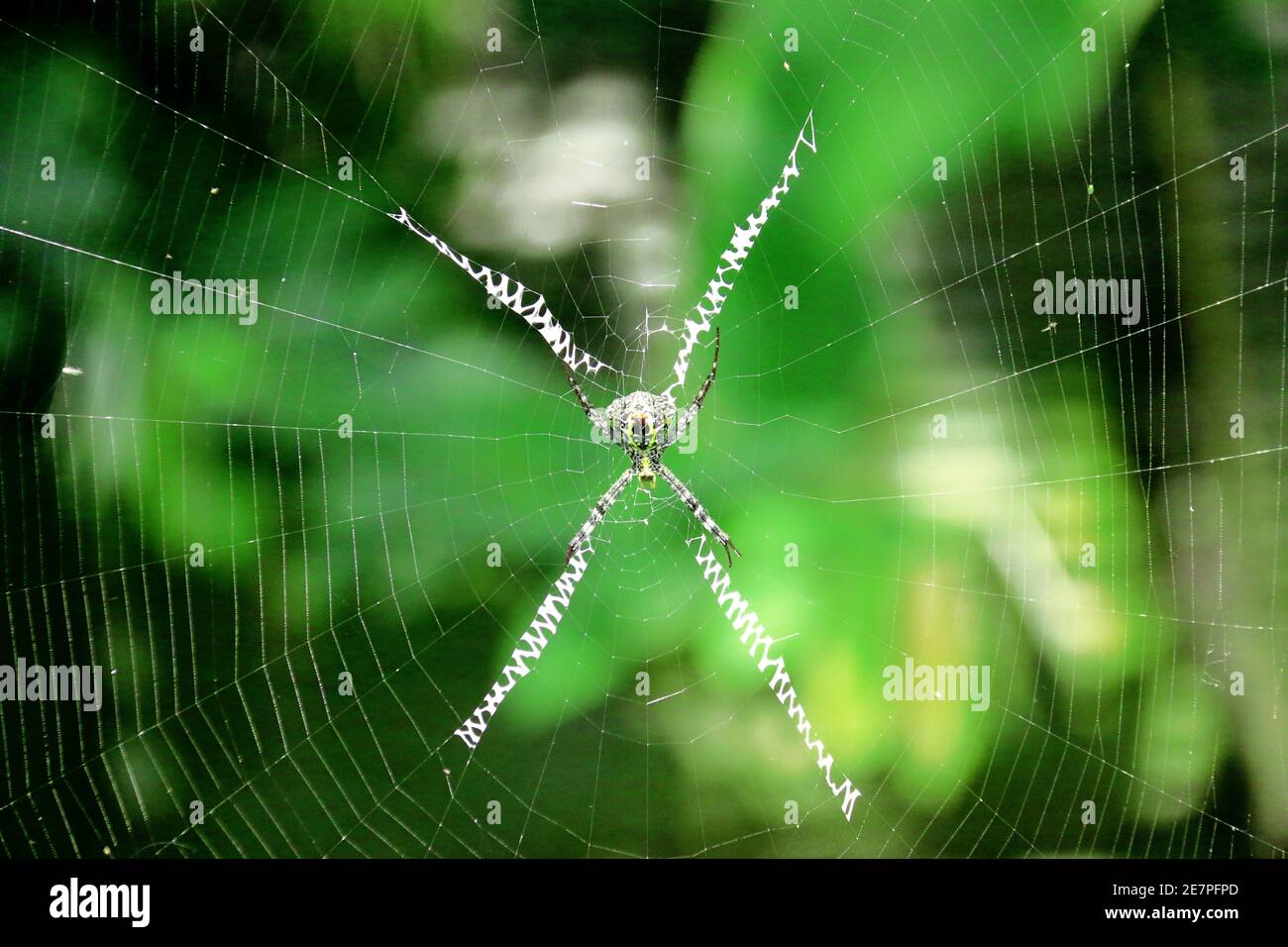 Spider is making his own home Stock Photo