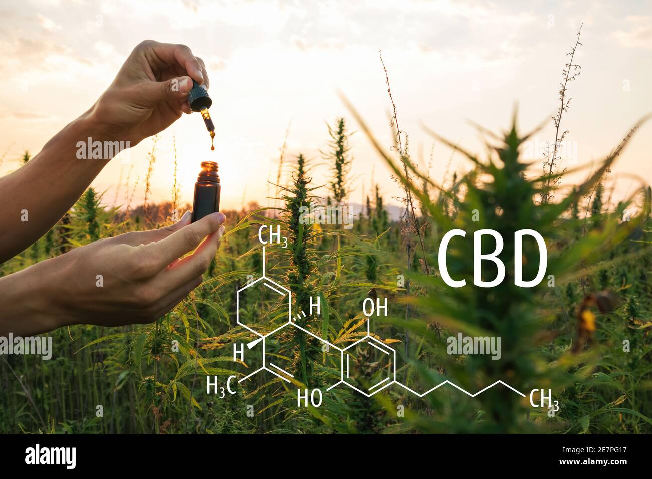 Cannabis Plants With The CBD Chemical Formula. Cannabidiol Molecule ...