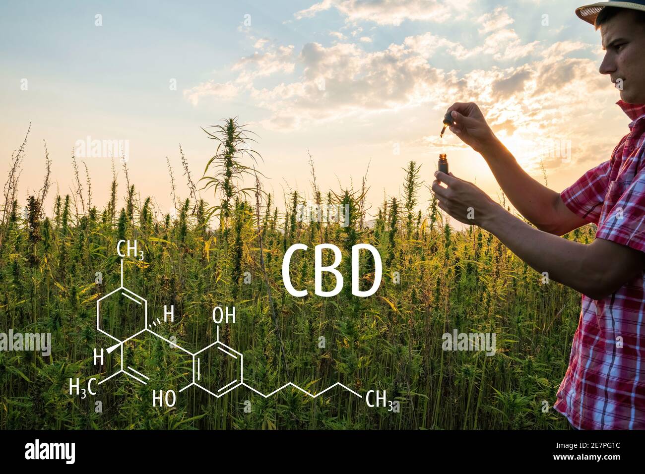 Cannabis plants with the CBD chemical formula. Cannabidiol molecule. Stock Photo