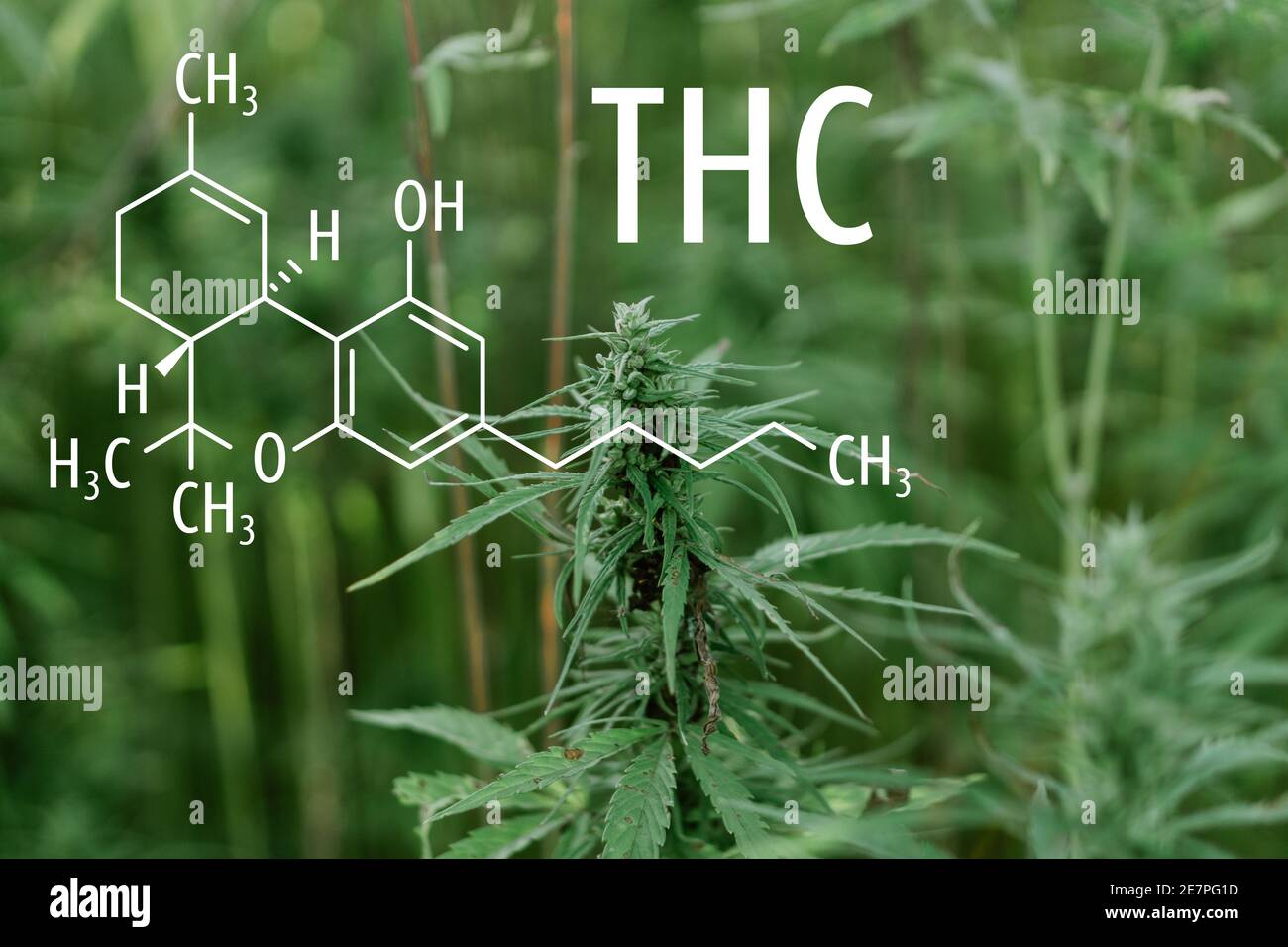 Cannabis plants with the THC chemical formula. Tetrahydrocannabinol