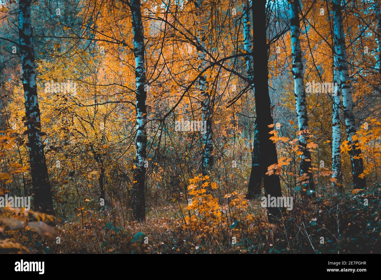 Autumn landscape with trees with yellow leaves in the park background ...
