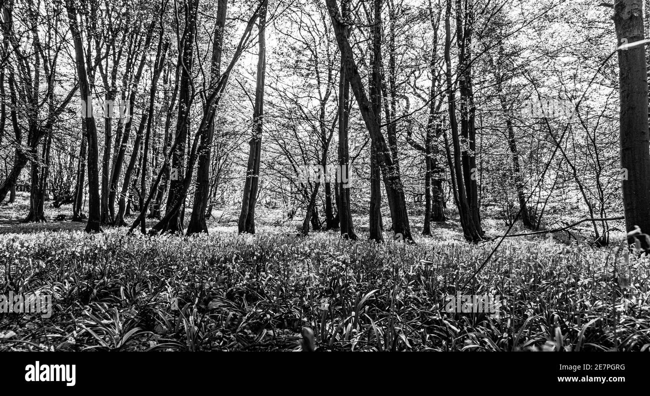 Bluebell woods sun light Black and White Stock Photos & Images - Alamy