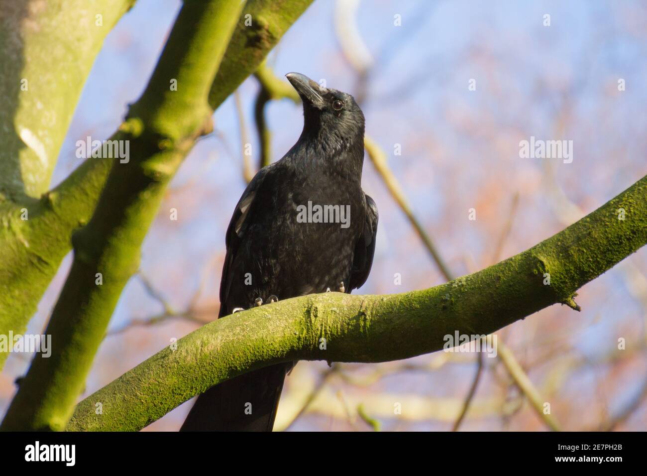 Black Crow on a tree in Autuum Stock Photo