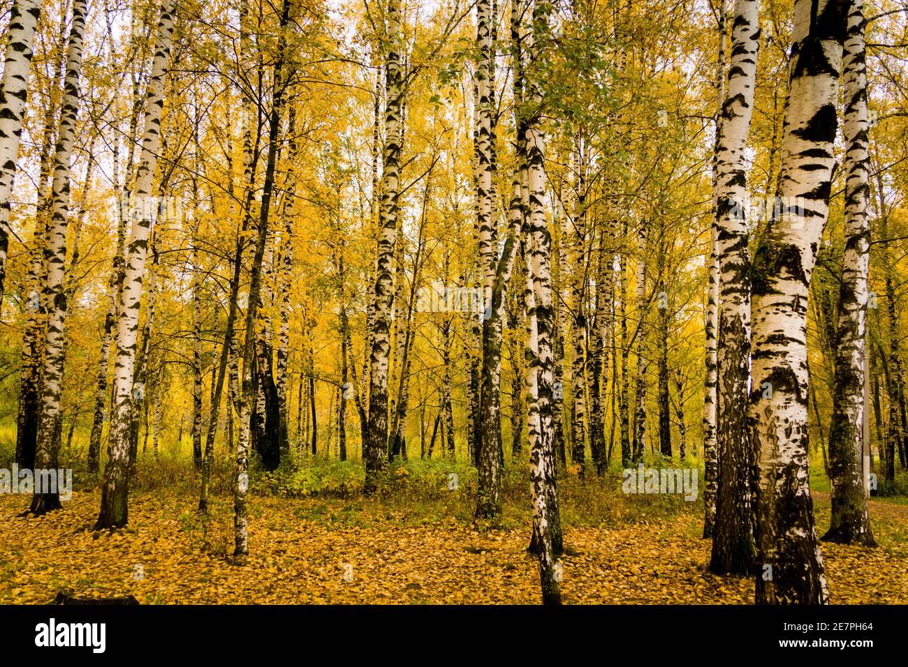 Autumn landscape with trees with yellow leaves in the park background ...