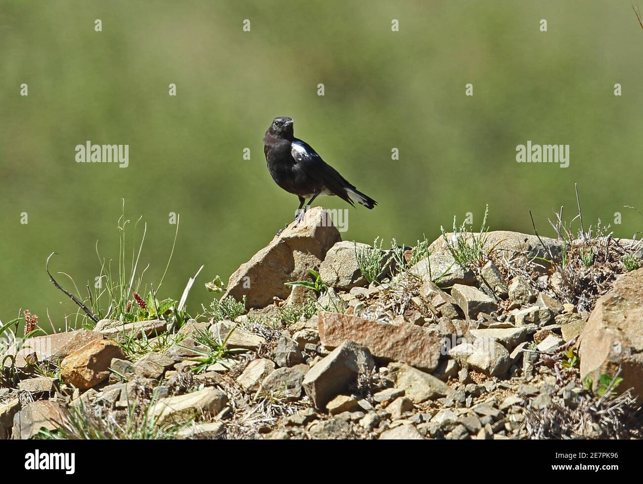 Mountain Wheatear (Oenanthe monticola monticola) adult 'dark phase' male perched on rock  Wakkerstroom, South Africa          November Stock Photo