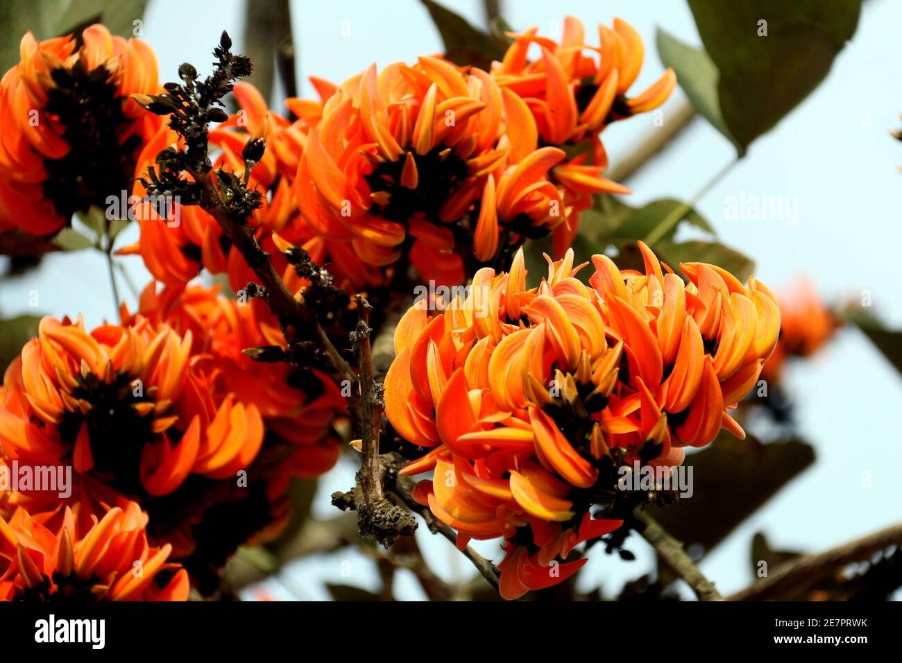 Cute palash hi-res stock photography and images - Alamy