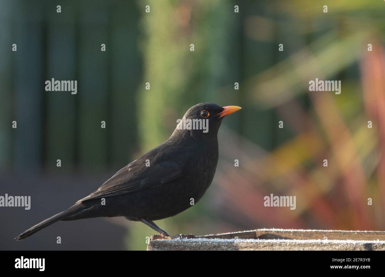 macro close up of a male blackbird with his orange circled eyes and bright orange beak Stock Photo
