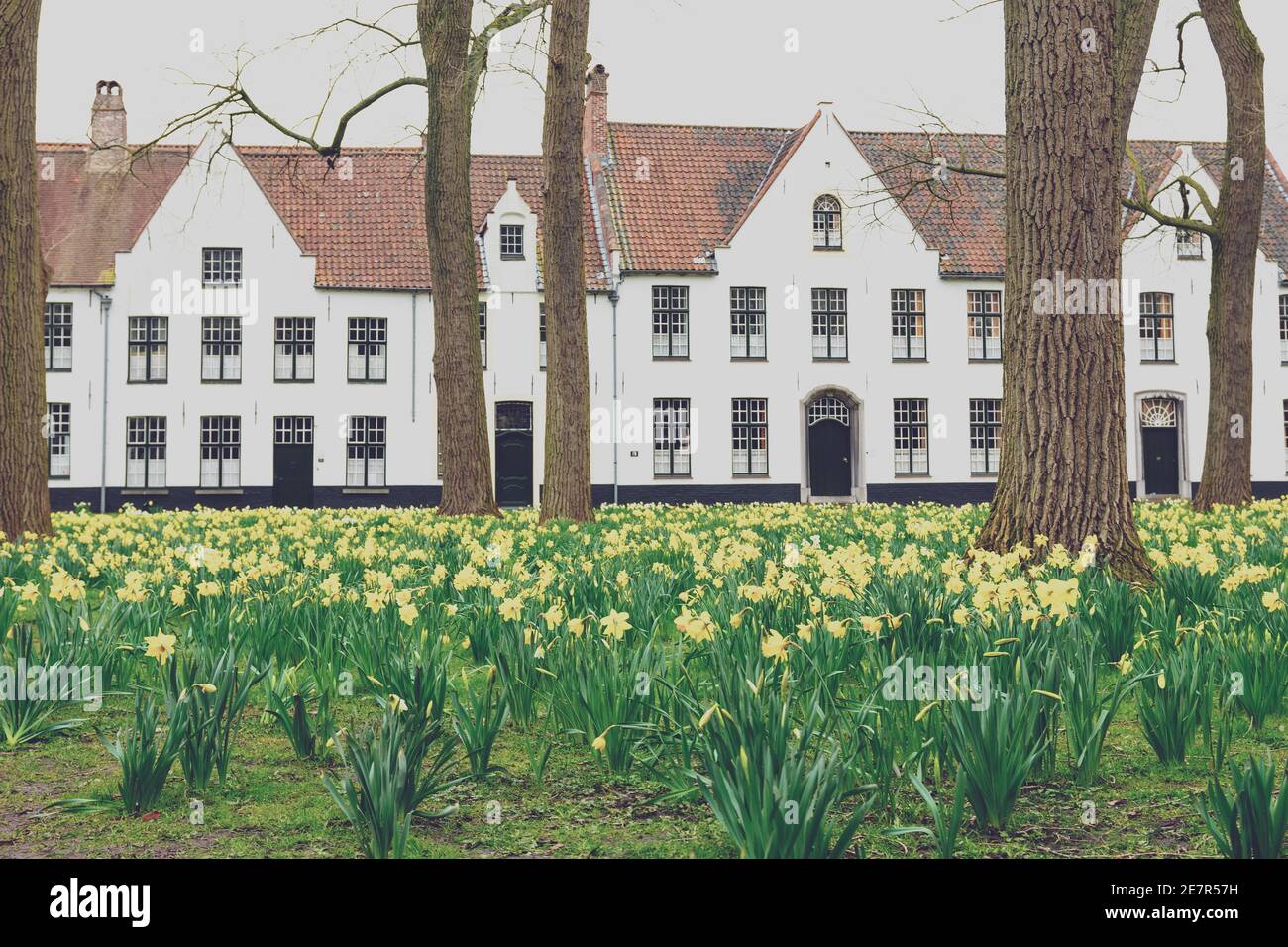 Bruges Beguinage with its colorful tulip fields and houses. Belgium. Stock Photo