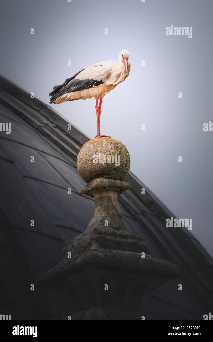 Stork on a stone ball Stock Photo