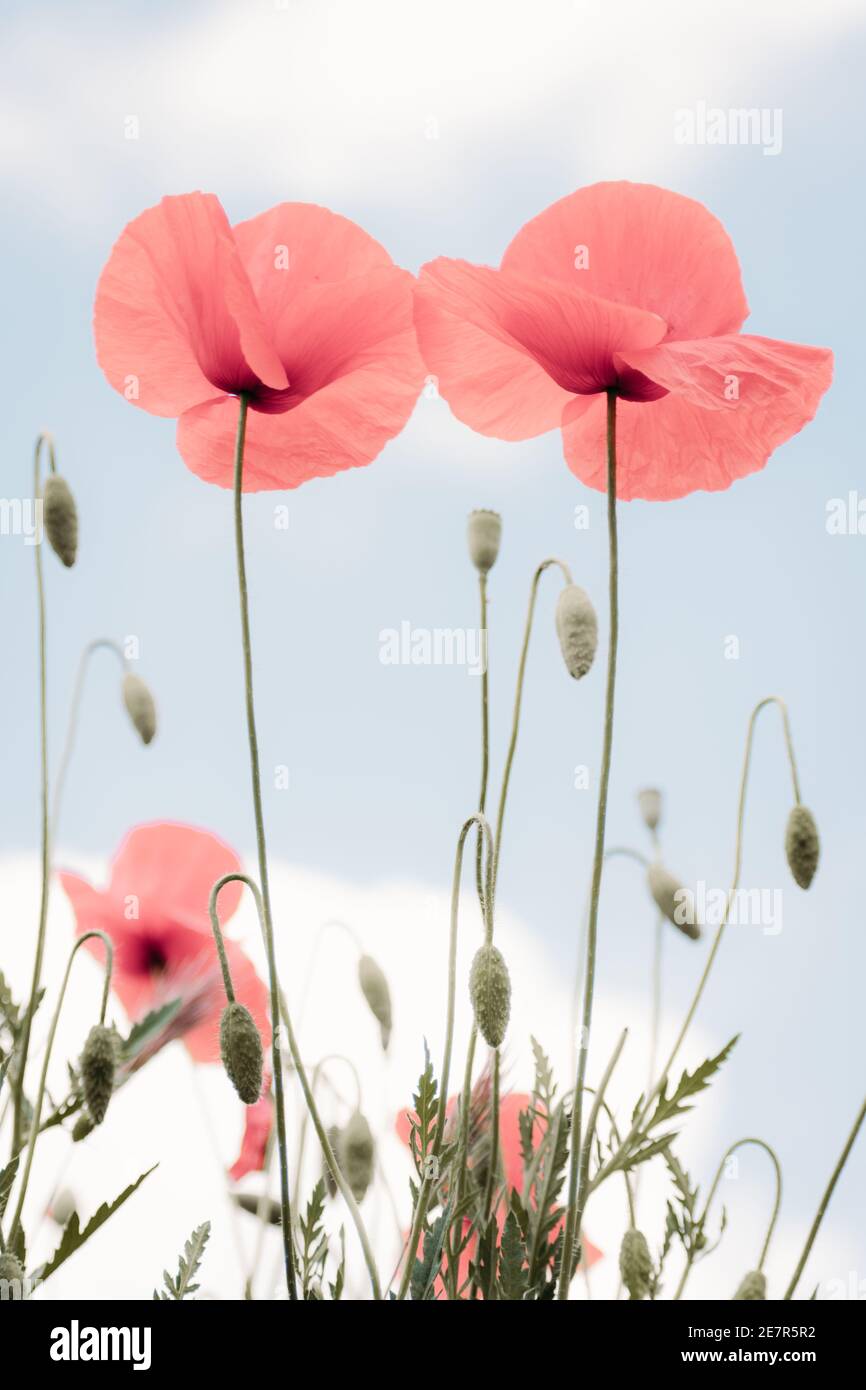 Poppies in the foreground and blue sky with clouds in the background. Minimalist nature concept. Pastel colors. Stock Photo