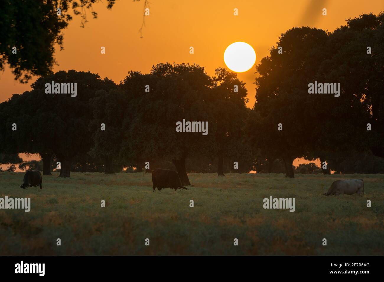 Herd of grazing cattle in the Spanish Dehesa at sunset, Salamanca, Spain Stock Photo