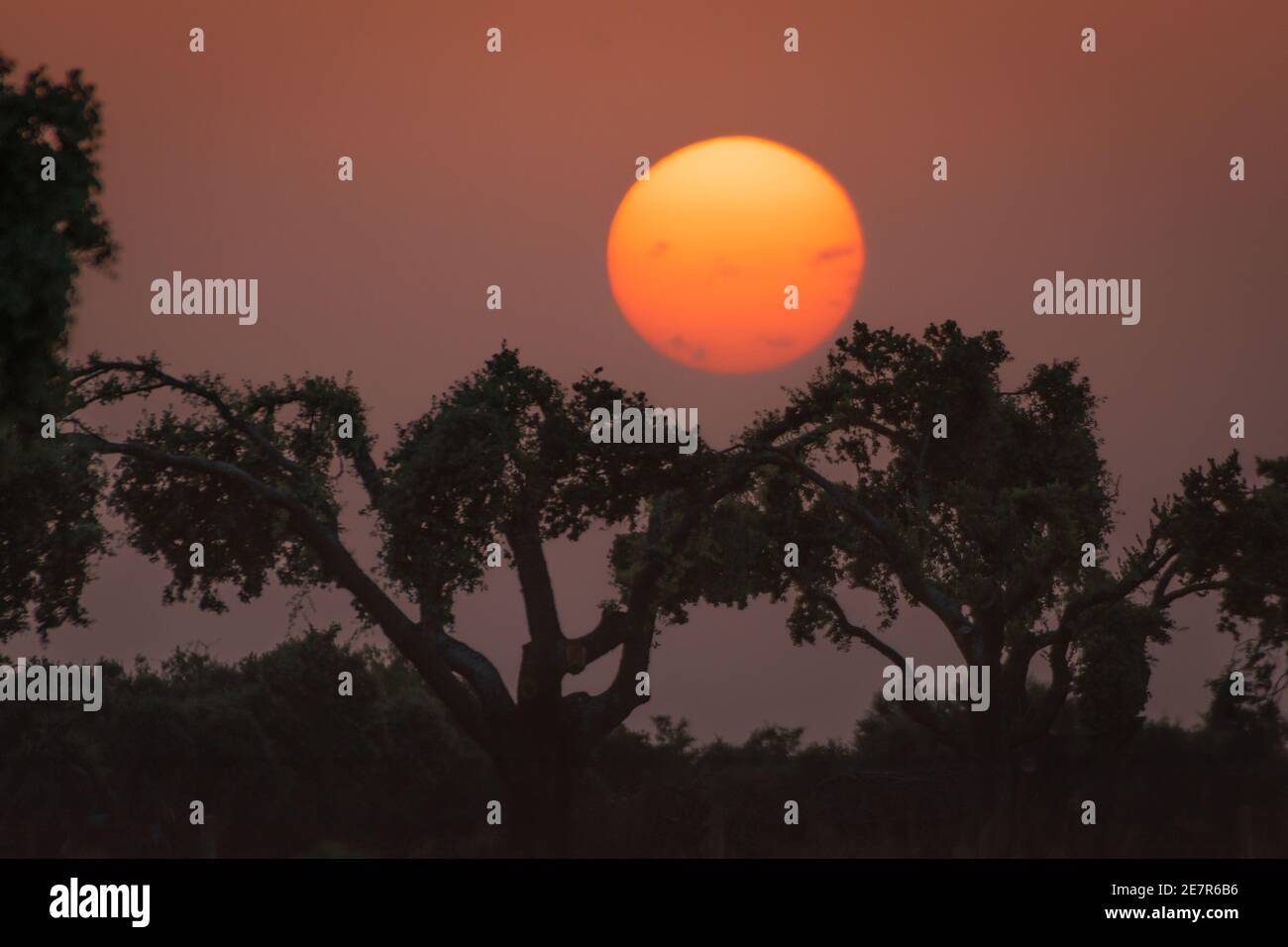 Silhouette trees during a breathtaking sunset in the evening in Spanish Dehesa, Salamanca, Spain Stock Photo