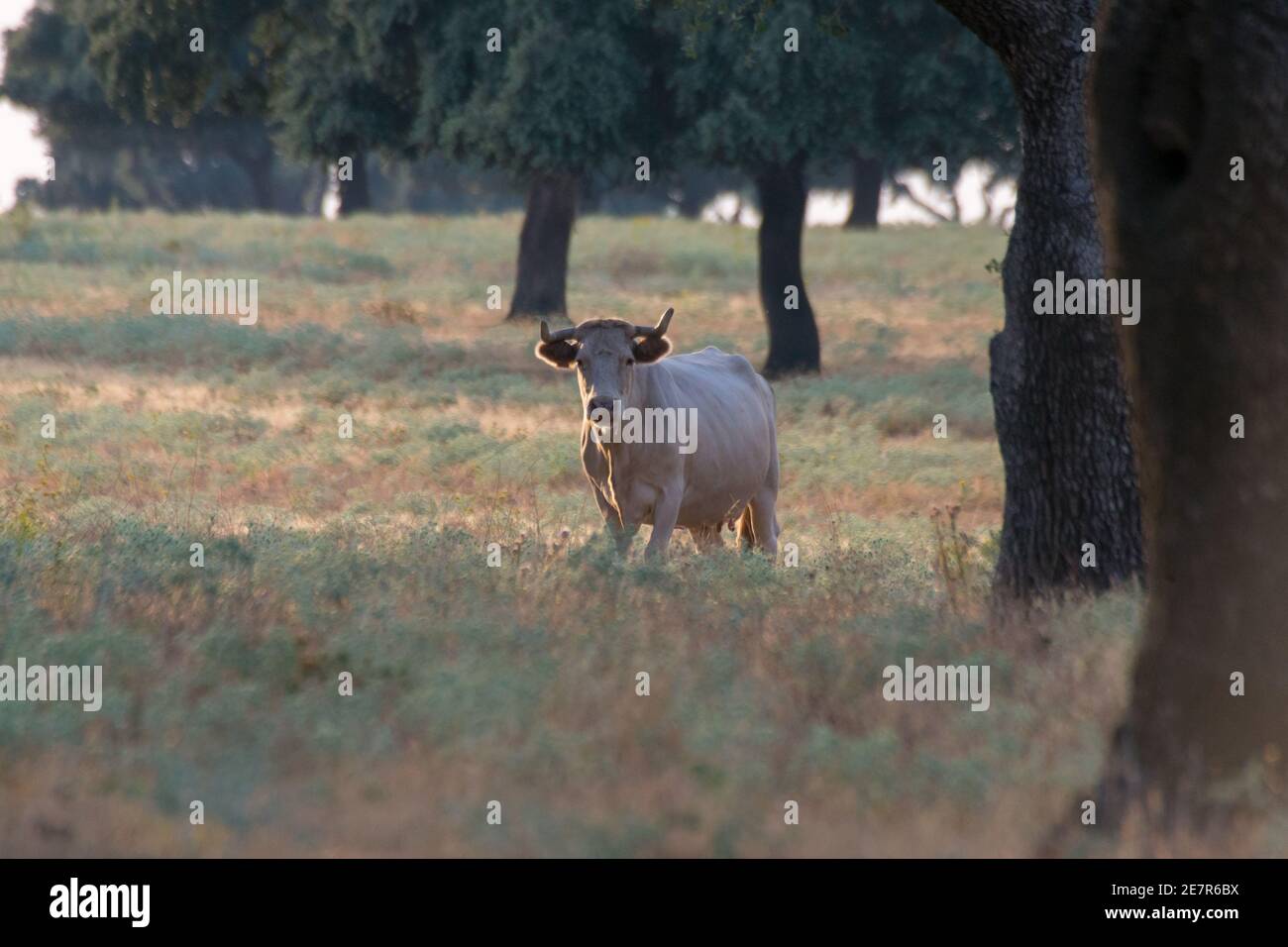 Closeup of a Charolais cattle surrounded by trees in Spanish Dehesa, Salamanca, Spain Stock Photo
