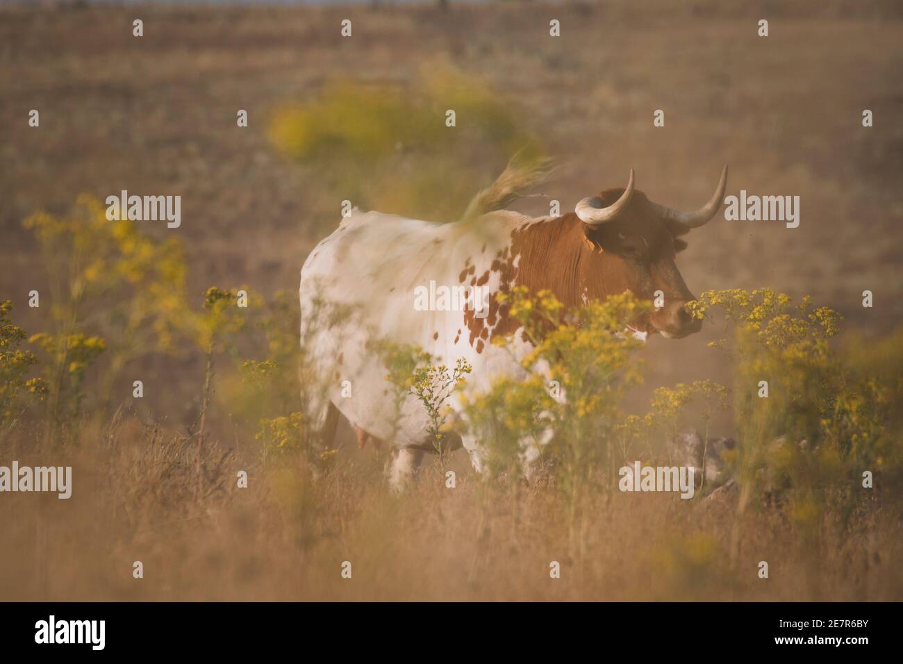 Closeup of a pineywoods cattle in the Spanish Dehesa under the sunlight in Salamanca, Spain Stock Photo