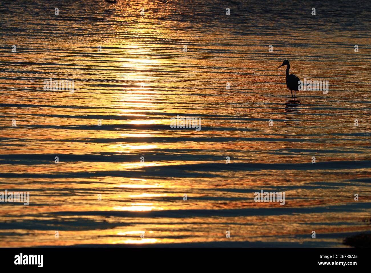 A hunting little egret seen in silhouette in the setting sun on a late-December evening (Salines pond, Villeneuve-lès-Maguelone, France) Stock Photo