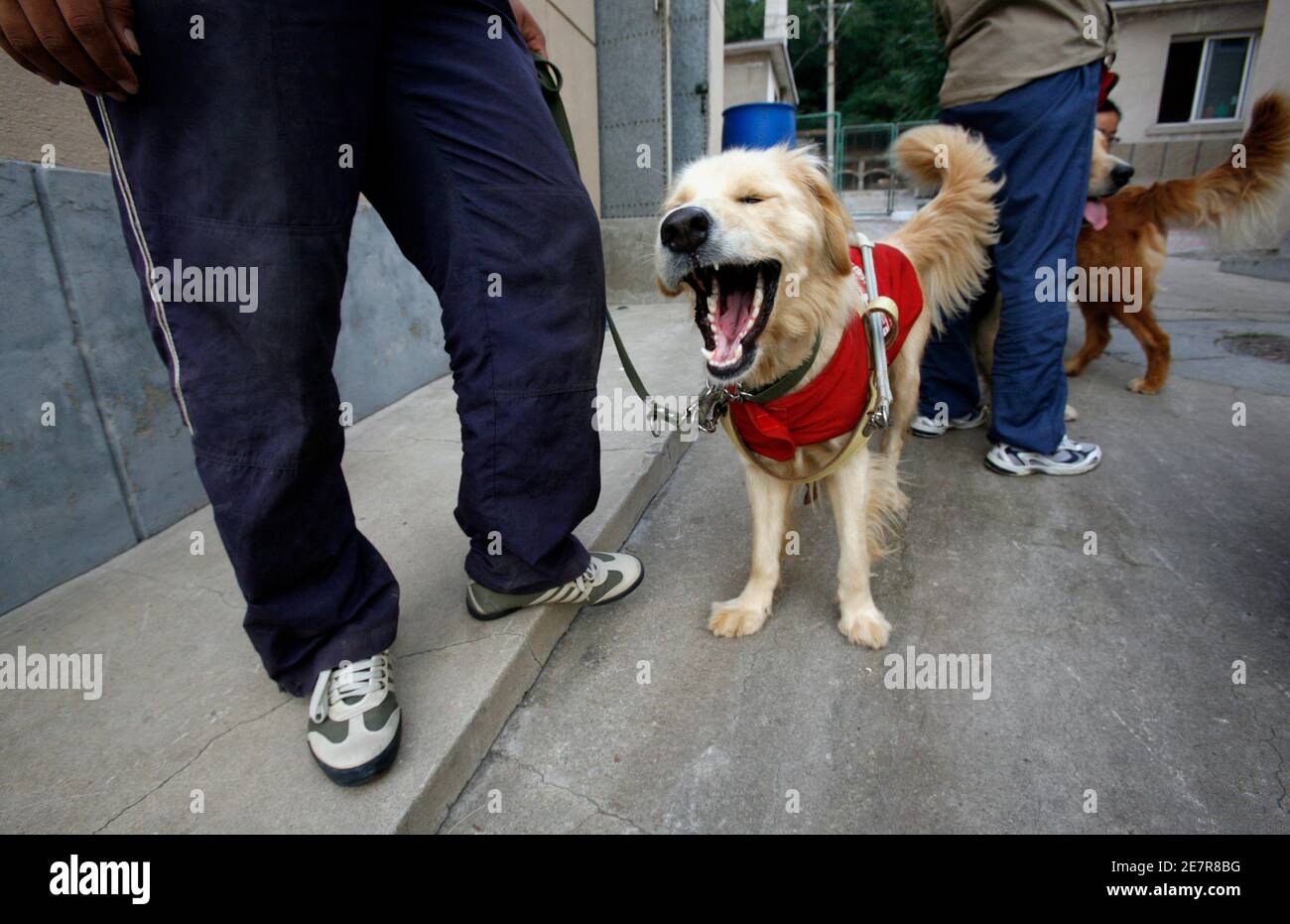 at-what-age-do-guide-dogs-start-training