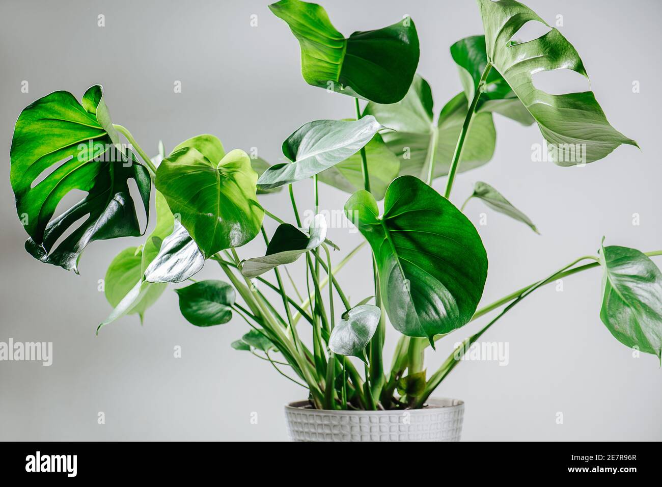 monstera pędy Monstera deliciosa main image 0