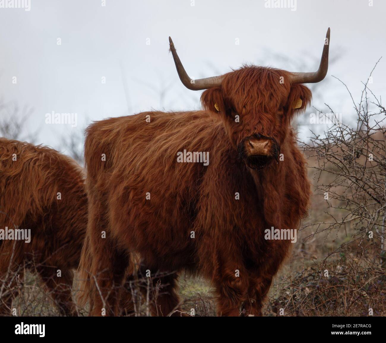 a light red scottish highland cow staring into the camera Stock Photo