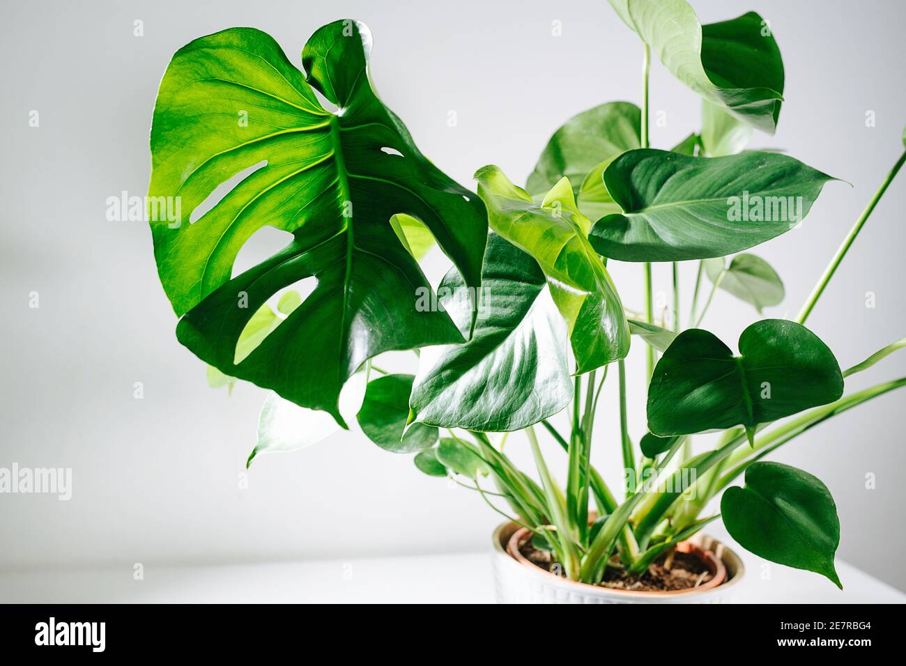 Monstera in a pot on a table. Top leaf is holed, small ones are intact Stock Photo