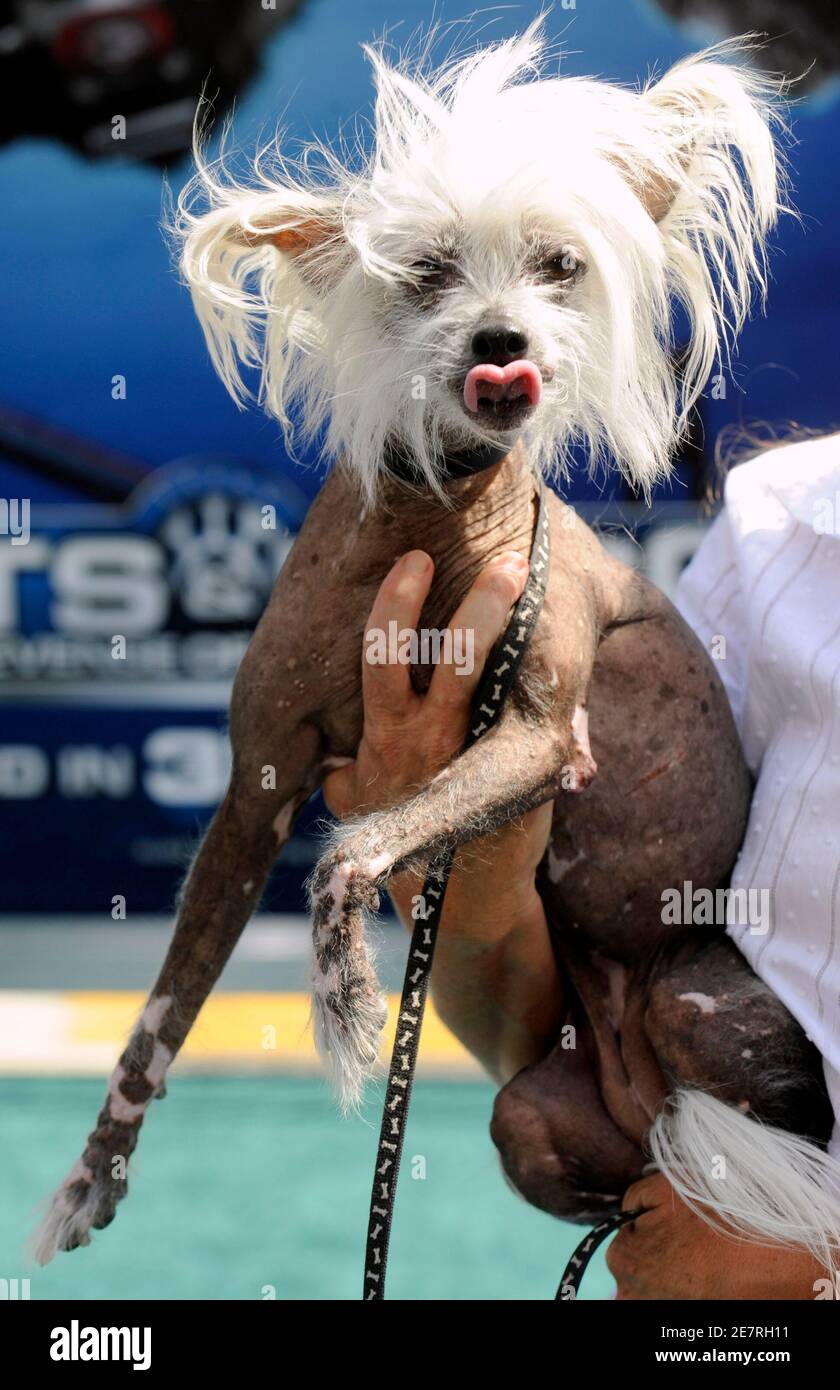 A Chinese Crested dog named Maggie, who appears in the film, attends the premiere of the A Chinese Crested dog named Maggie, who appears in the film, attends the premiere of the