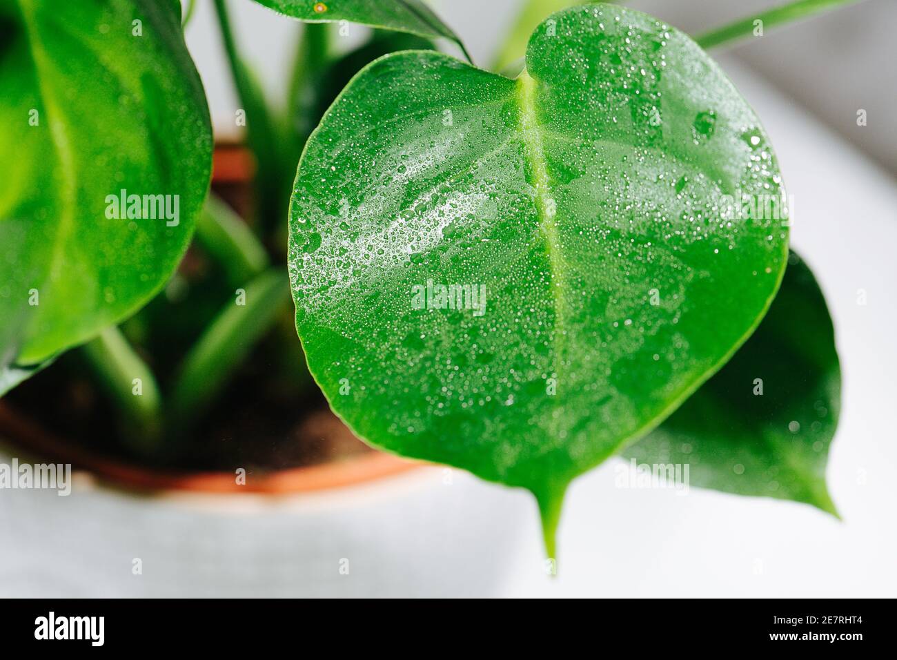 philodendron green princess giftig Philodendron 'Green Princess' – Snippy's Yard main image 0