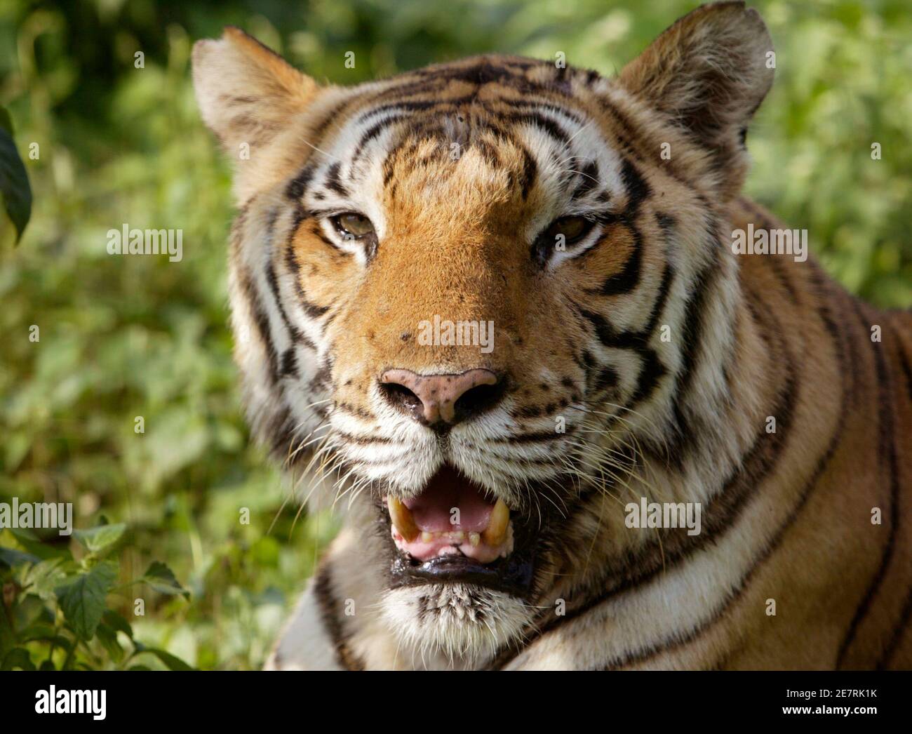 South india cats city hi-res stock photography and images - Alamy