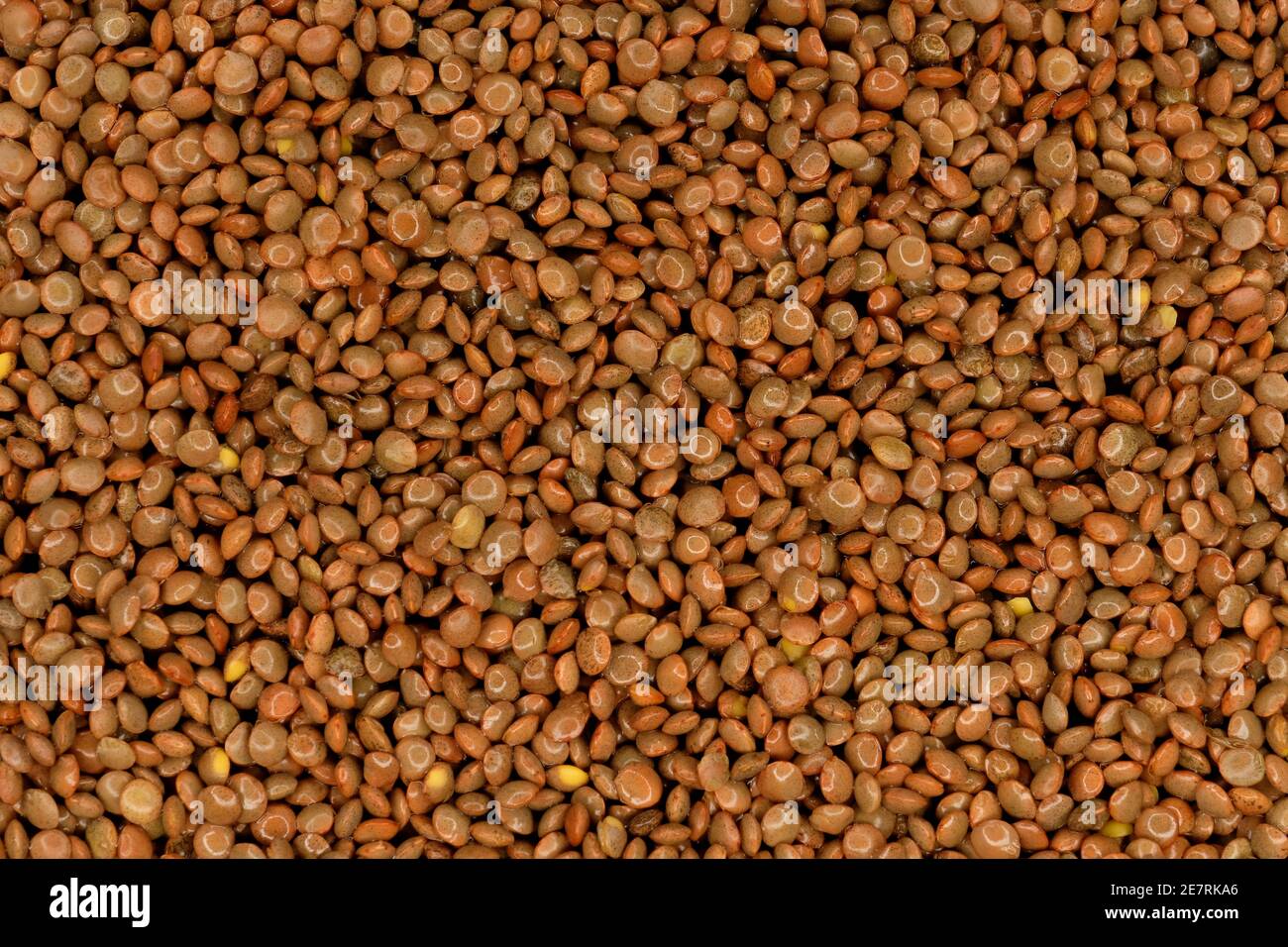 Closeup of Washed, Brown Lentils Stock Photo