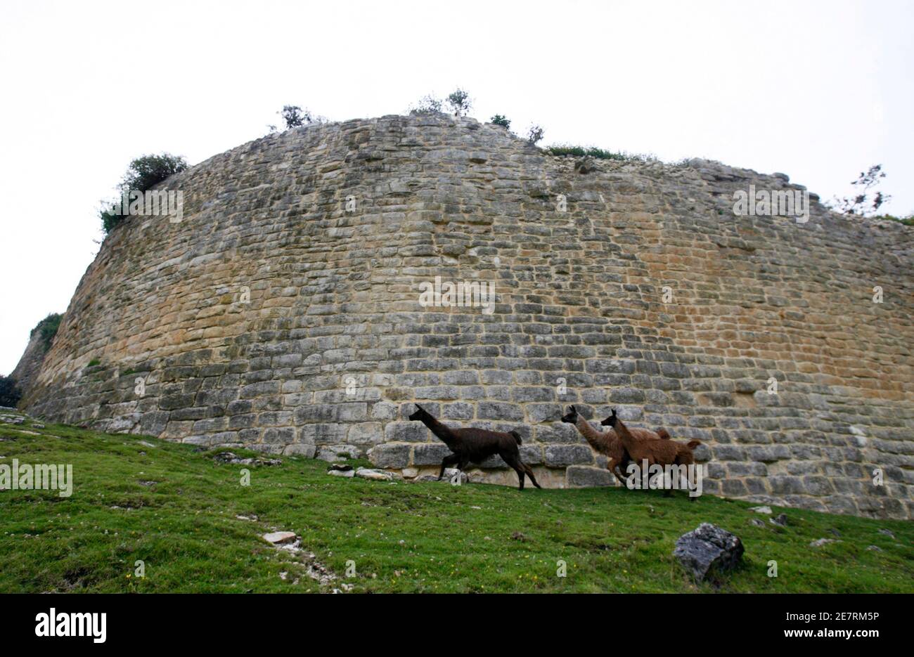 Llamas walk near a wall of the Kuelap Fortress, 3000 meters (9840 feet)  above sea level, in the Andean region of Chachapollas March 16, 2007. The  archaeological site of Kuelap, constructed by