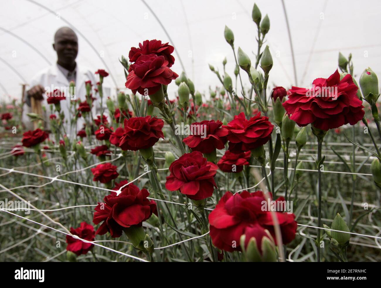 Kenya flower farms hires stock photography and images Alamy