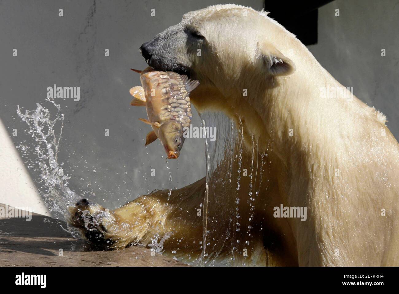 белый медведь ест рыбу. роев ручей красноярск медведь. белый медведь. белый медведь охотится на рыбу. белый медведь ловит рыбу.