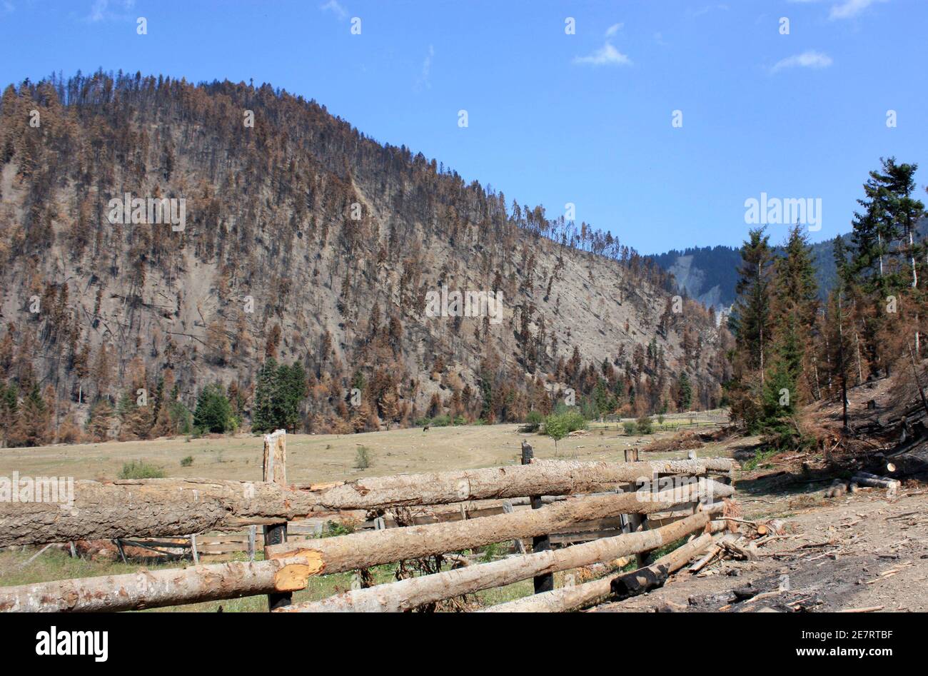 Burnt forest are seen on the edge of the Borjomi-Kharagauli national park near Tsagveri September 5, 2008. A blaze broke out at the height of Georgia's brief war with Russia and burned for weeks, ravaging up to 950 hectares (2,350 acres) of forest on the edge of the Borjomi-Kharagauli national park, known for rare flora and fauna and a favoured destination for "eco-tourists". The damage to the mountains above Daba, some 160 km (100 miles) southwest of Tbilisi, is seen as a national tragedy by environmentalists, Georgian officials and locals and the Georgian government says it will take 50 to 7 Stock Photo