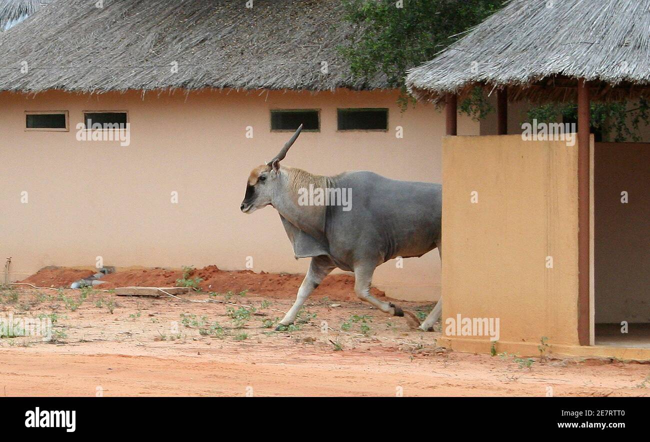 A wildbeest roams around the bungalows at Kissama National Park in Angola in this picture taken November 9, 2008. More than 100,000 elephants, thousands of rhinoceros and buffalo are thought to have been killed during clashes between Angola government troops and rebels from the main opposition Unita party during a 27-year war that ended in 2002.   Picture taken November 9, 2008.  REUTERS/Henrique Almeida (ANGOLA) Stock Photo