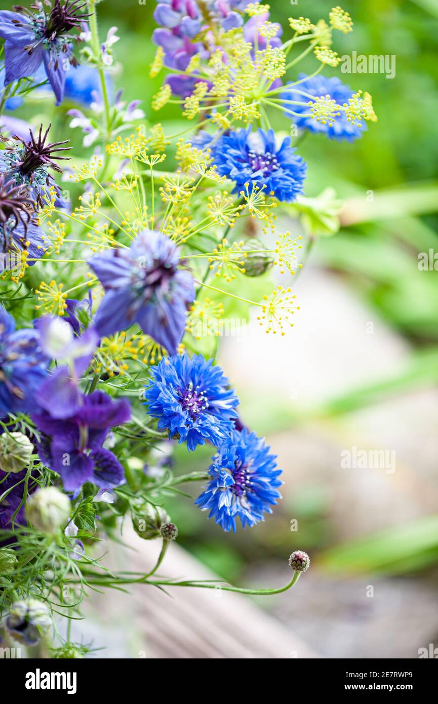 English wild flowers Stock Photo - Alamy