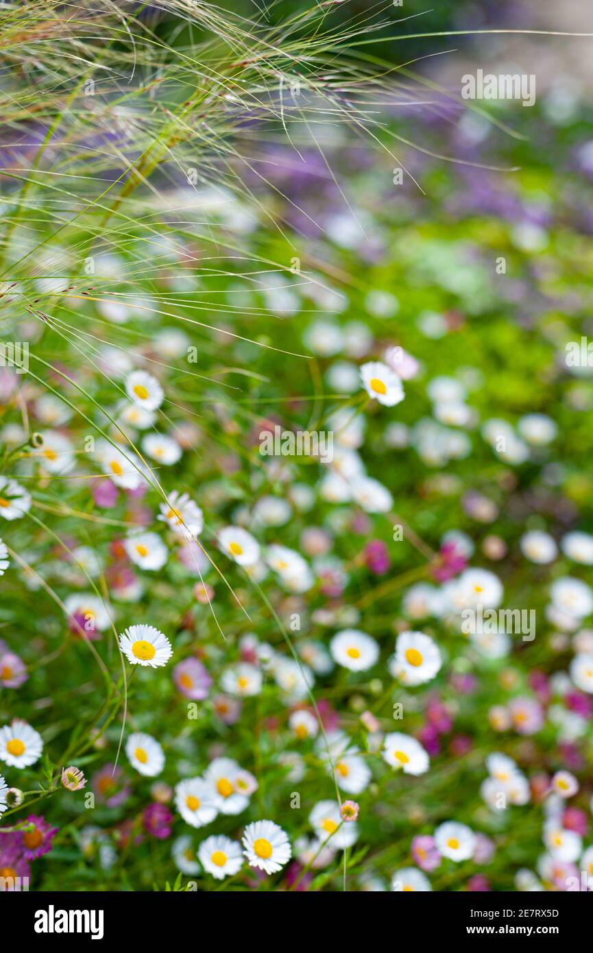 English wild flowers Stock Photo