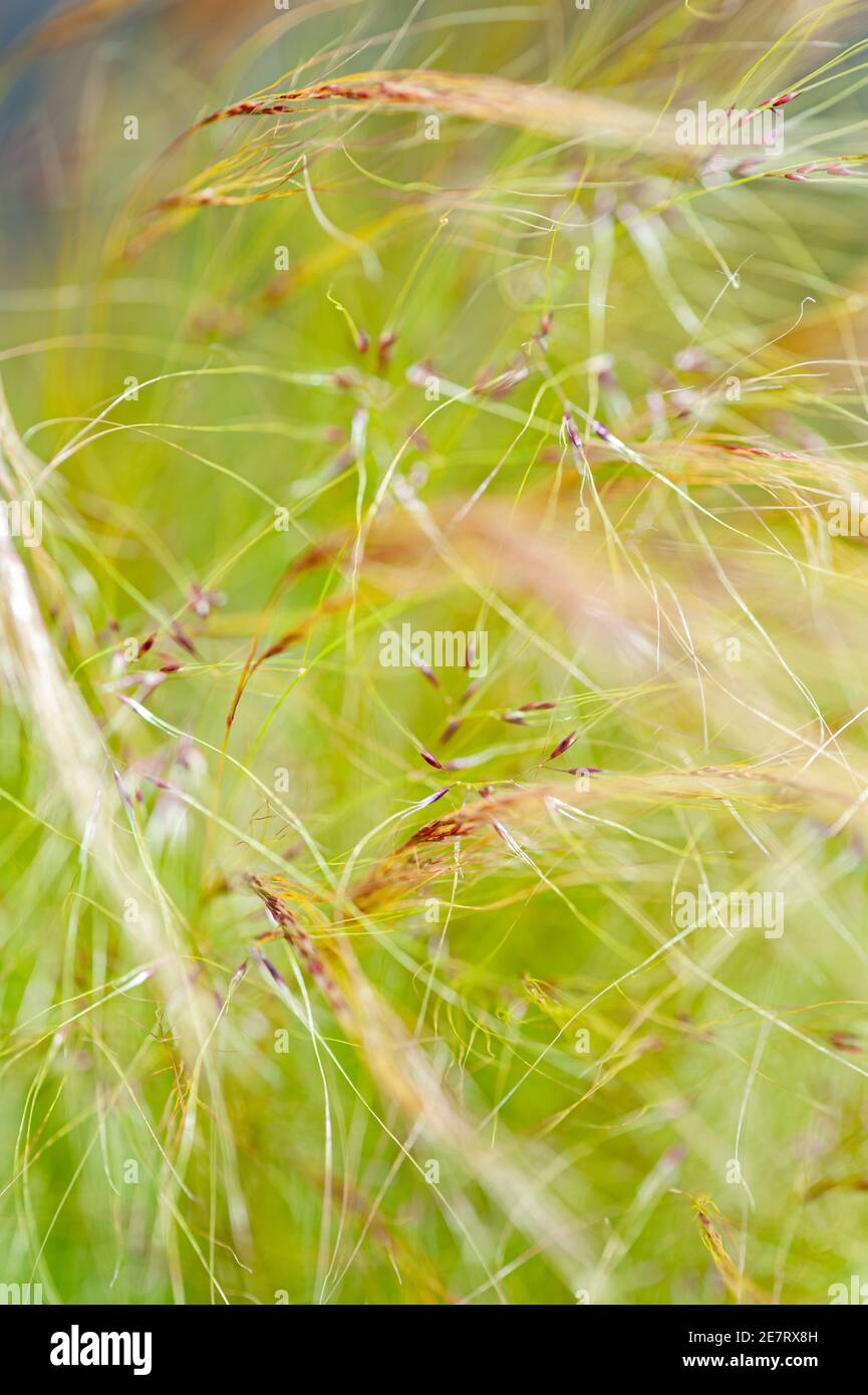 English wild-growing grasses Stock Photo