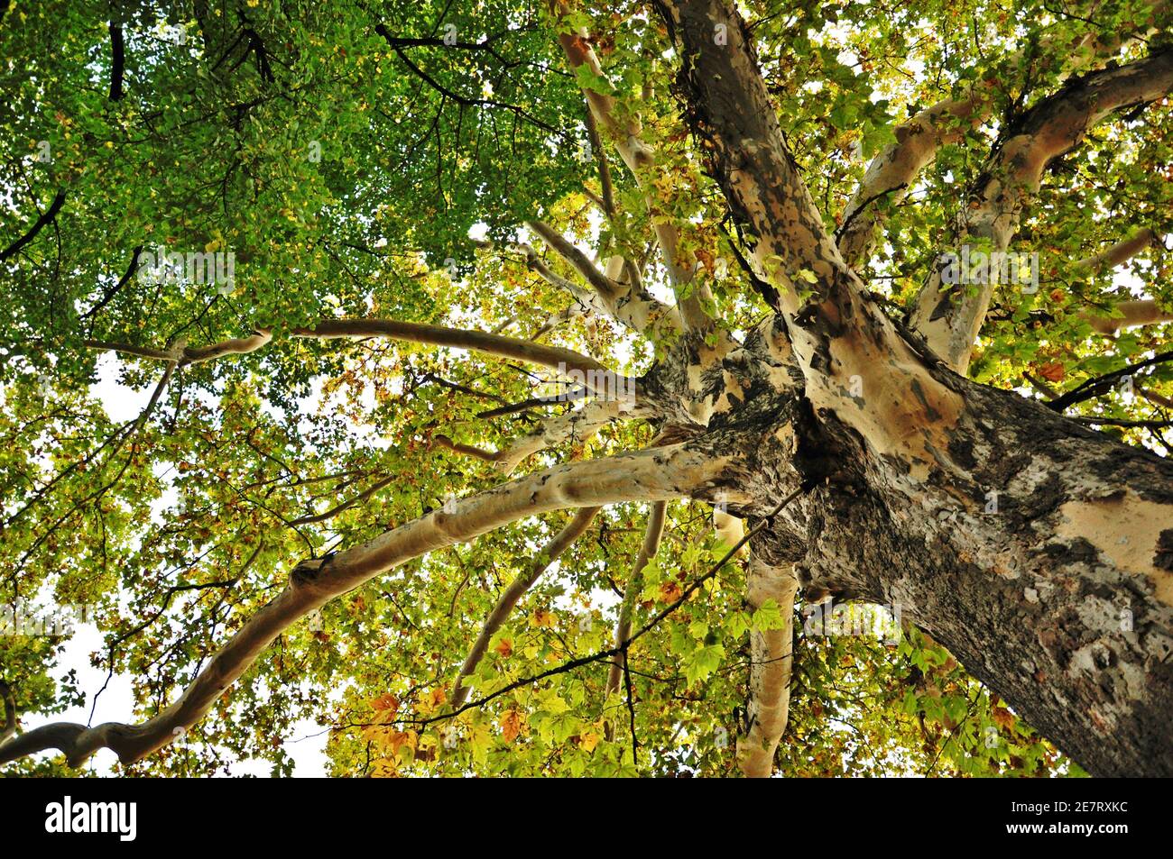 Bottom view of a big trunk of an old oak in the park in autumn season Stock Photo