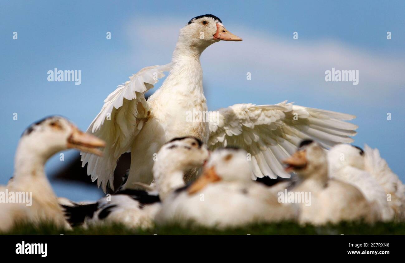 Old muscovy duck hires stock photography and images Alamy