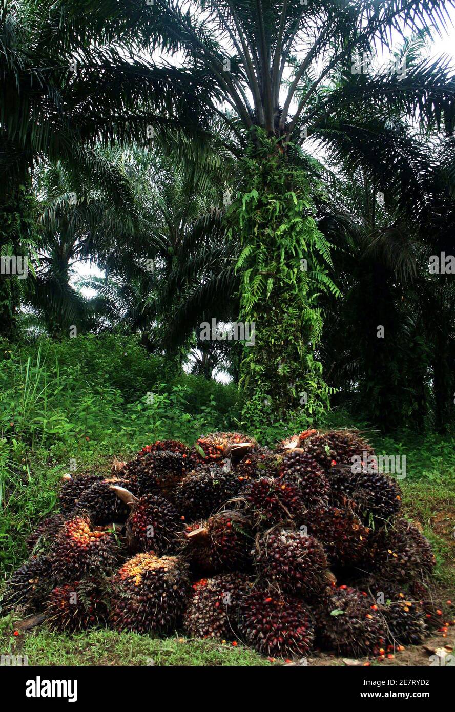 A pile of freshly harvested palm oil fruit lies on an illegal palm oil plantation inside the Leuser Ecosystem, the largest protected rainforest in Sumatra August 24, 2009. In the country's first, symbolic action to stop the lucrative crop's march into protected lands a chainsaw-wielding alliance led by the Aceh Conservation Agency (BPKEL), Acehnese NGOs, and police teams are sweeping tens of thousands of hectares of illegal palm from the 2.5 million hectare Leuser Ecosystem. Picture taken August 24, 2009. To match feature INDONESIA/FOREST-PALM REUTERS/Gillian Murdoch (INDONESIA AGRICULTURE Stock Photo
