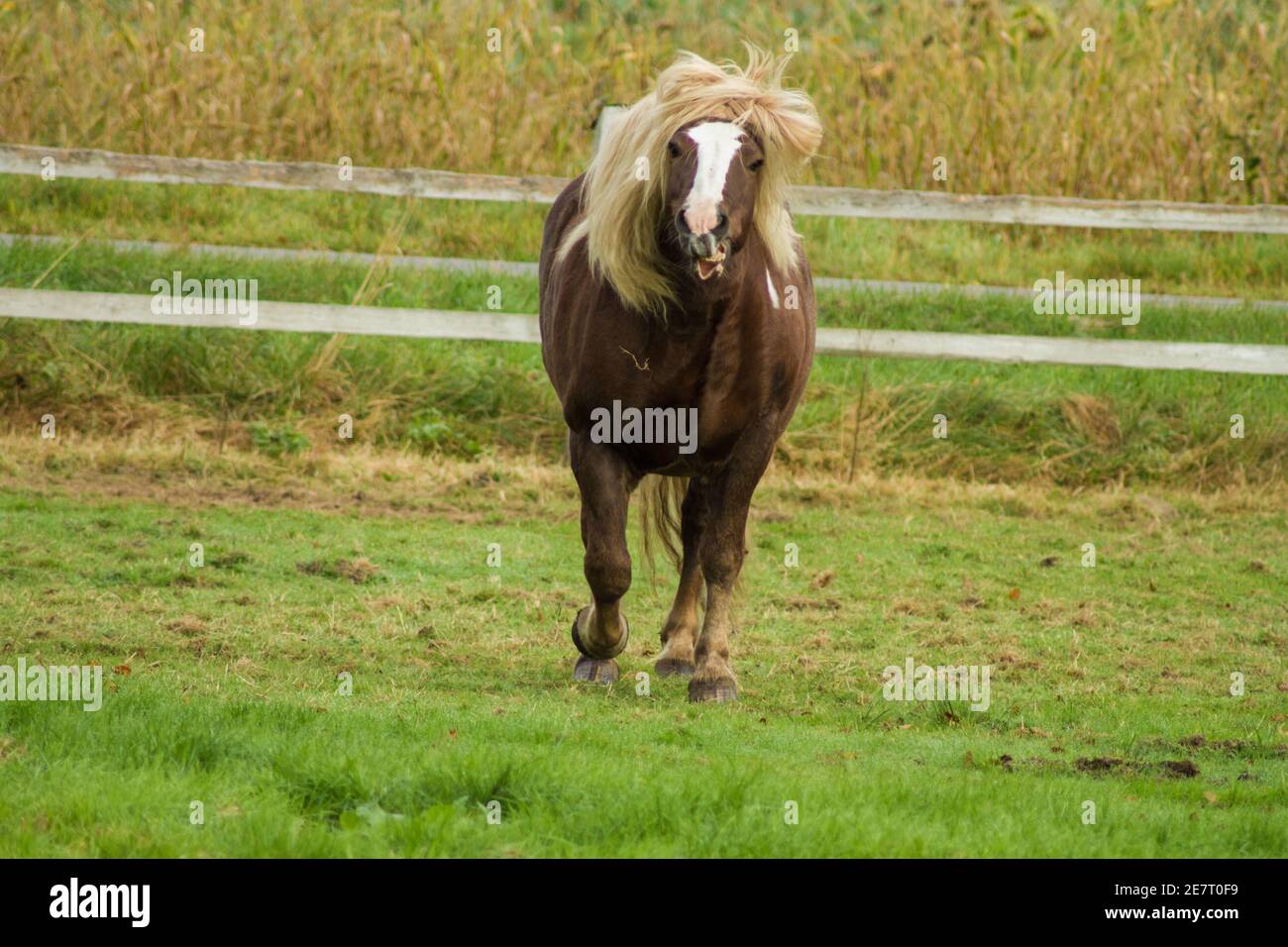 Funny horse on a meadow was shaking his head and looks like Donald