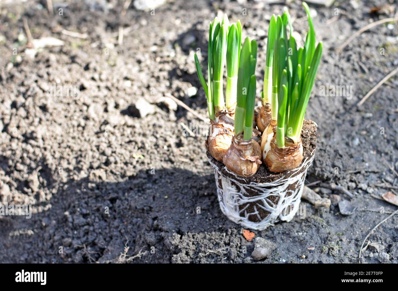 Daffodil (Narcissus) flower plant bulbs with roots, preparing to be planted into garden soil. Copy space text. Stock Photo