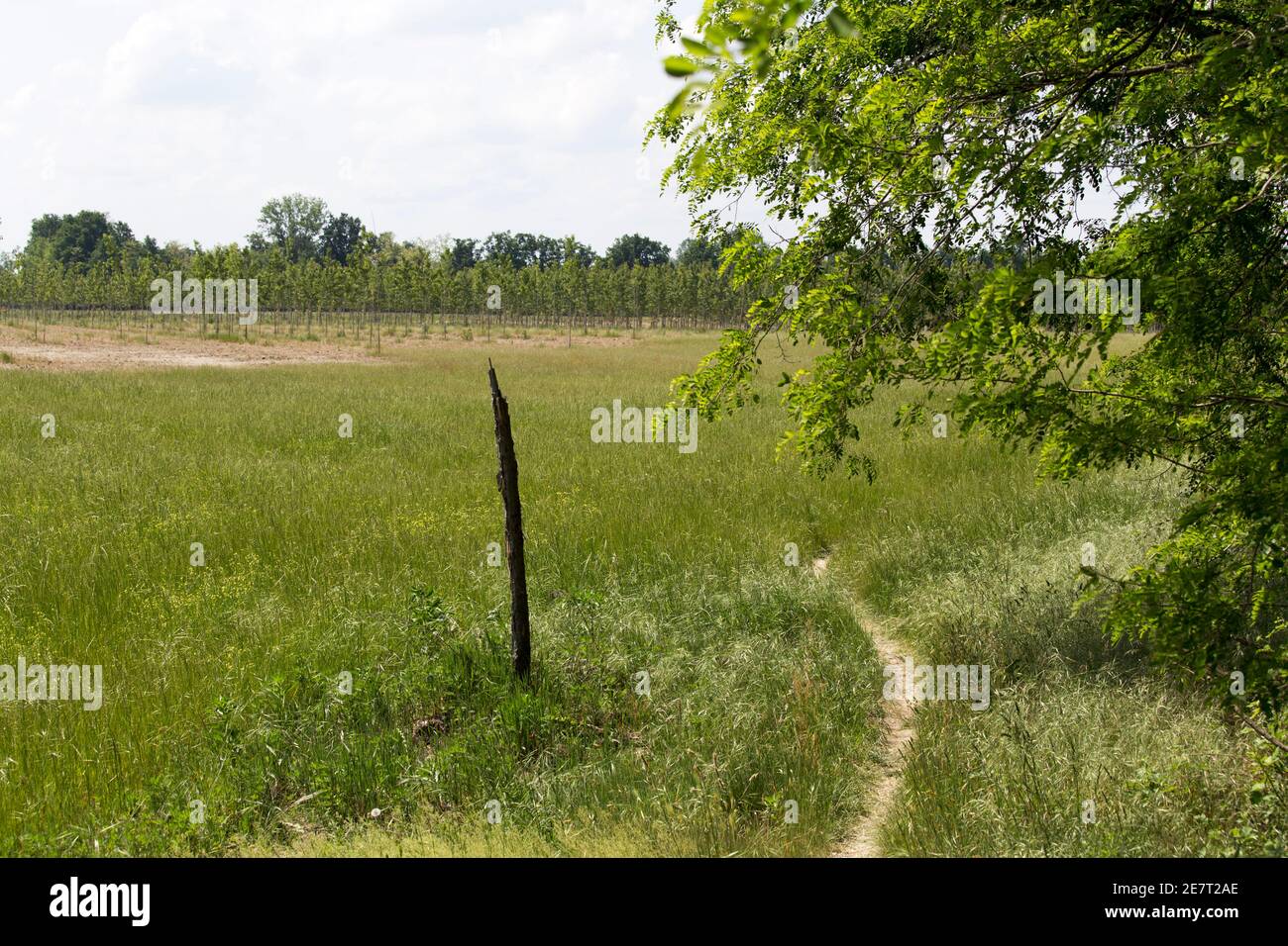 View of typical field in Lombardia, north of Italy Stock Photo Alamy