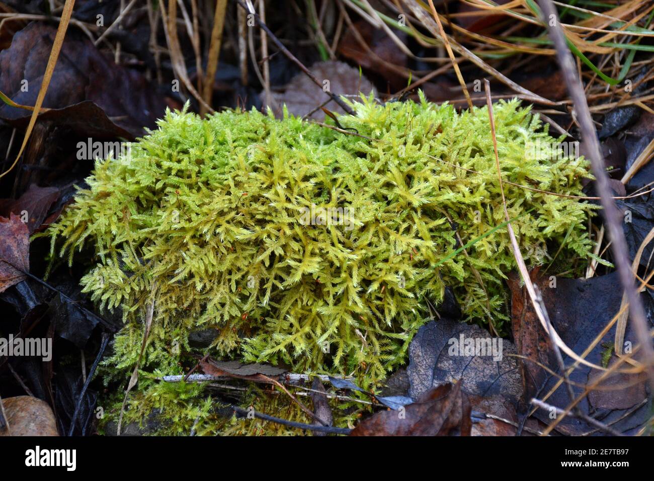 Green moss called hypnum cupressiforme. Located on the bank of a river, in a humid area. Stock Photo