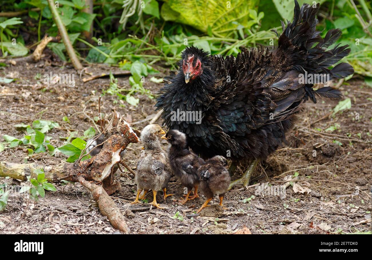 Beside yuca root hires stock photography and images Alamy