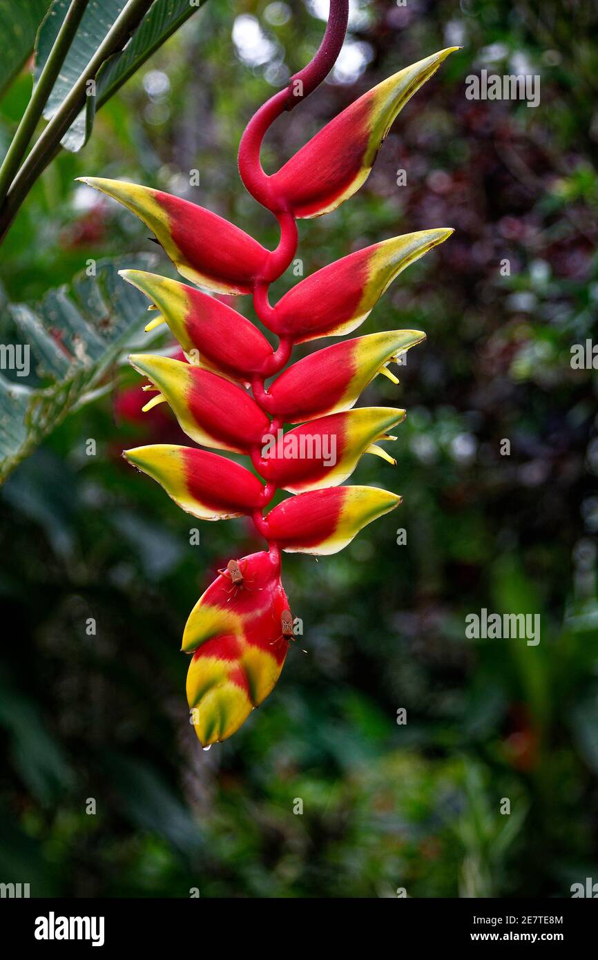 Luthy Botanical Garden - Hanging Lobster, Claw Heliconia rostrata, is a  tropical plant with unique, pendulous blooms of striking red and yellow  bracts; it is native to Central to South America. When