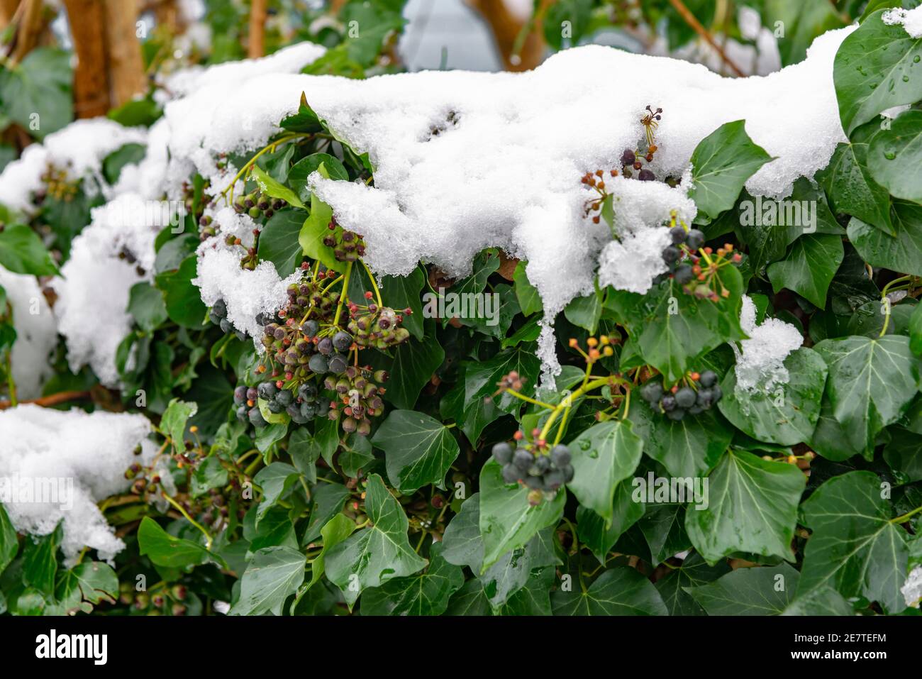 Snow covered hedge of ivy leaves and berries which make good food for birds during winter - Berkshire, England, UK Stock Photo