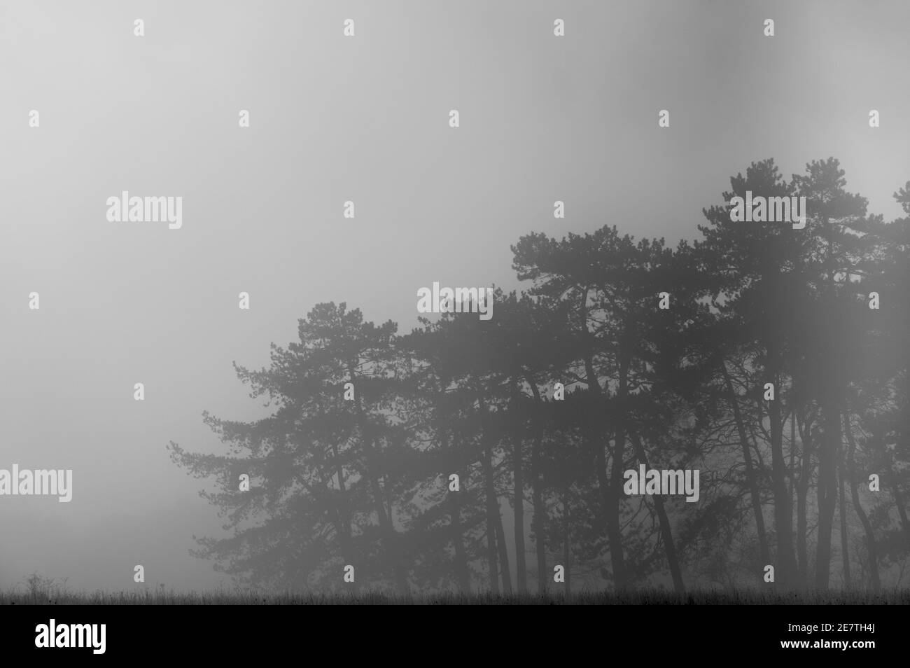 a row of tall fir trees shrouded and silhoutted in winter morning mist Stock Photo