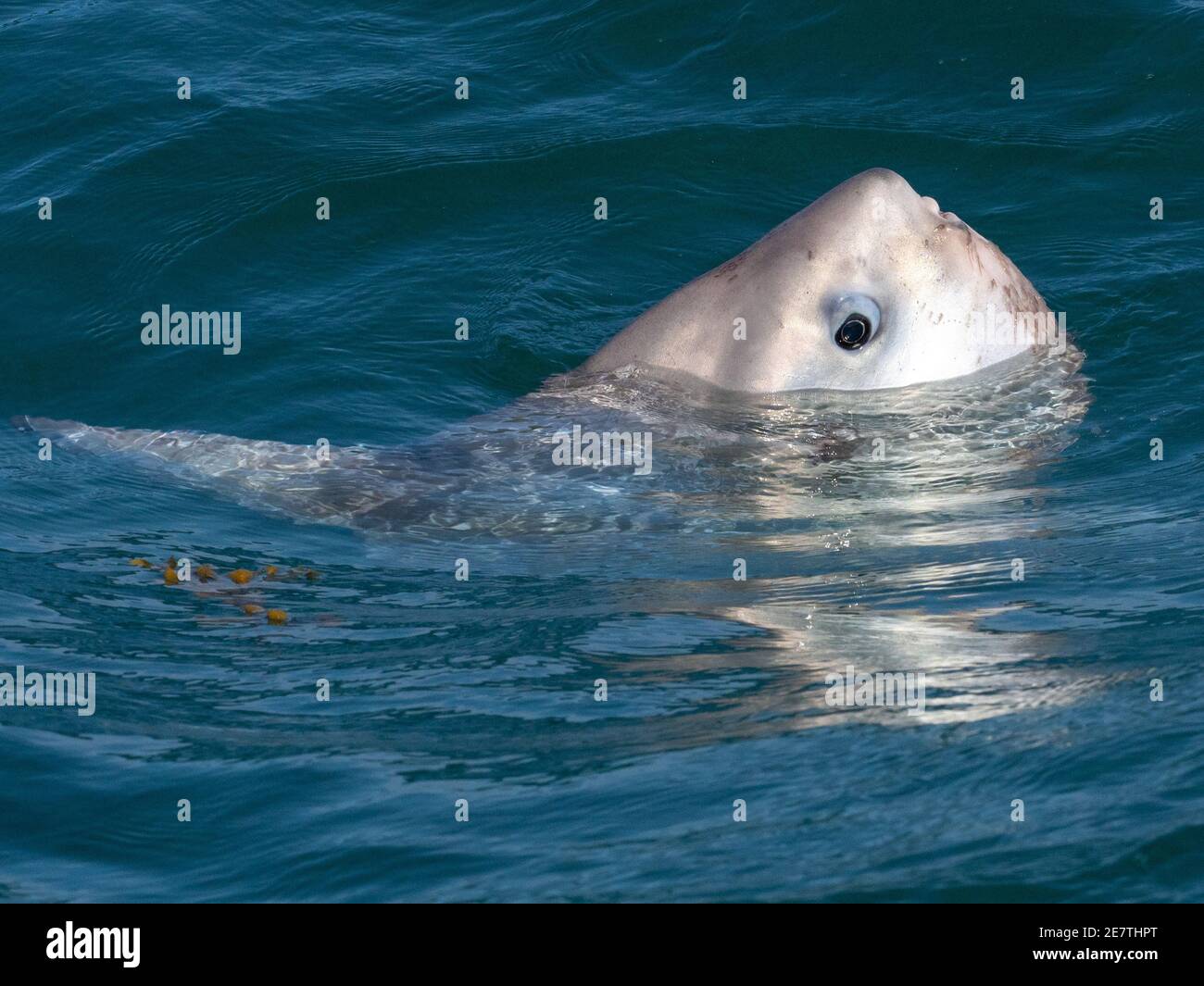Ocean Sunfish - Mola mola Stock Photo